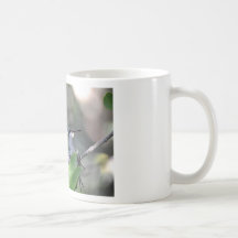 Broadbilled Hummingbird Nesting Mugs