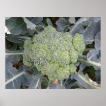 Broccoli Print