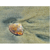 Broken Crab Shell On The Silver Strand Beach In Co photo sculptures by lifesphere Broken Crab Shell On The Silver Strand Beach In Co photo sculptures