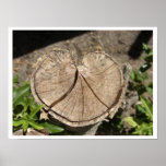 Broken Heart Tree Posters posters