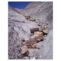 Broken logs, Petrified Forest National Park, Arizo Flyer Design