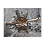 Broken Pine