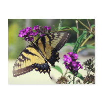 Broken Wing Postcard