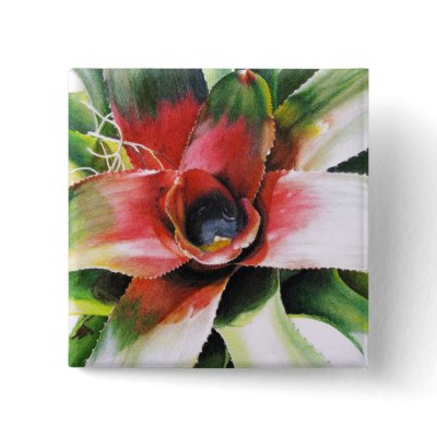 Bromelia Neoregelia sp Button by Rosiane_Gouvea