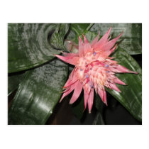Bromeliad Blossom Postcards postcards