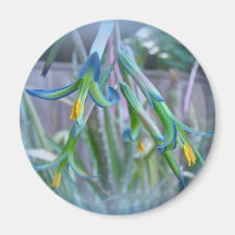 Bromeliad Blossoms on Blue Refrigerator Magnet