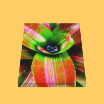 Bromeliad canvas prints