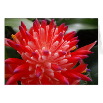 Bromeliad Flower Card