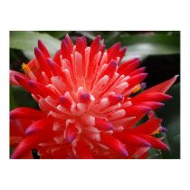 Bromeliad Flower Poster posters by MyBackyard Bromeliad Flower Poster posters