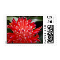 Bromeliad Flower Stamp