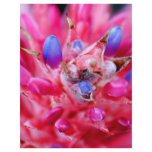 Bromeliad flyers