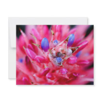 Bromeliad invitations by hlehnerer Bromeliad invitations