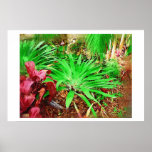 Bromeliad, Oil painting, Tropical Collection Print