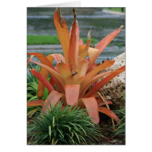 Bromeliad orange leaf plant cards