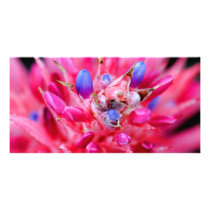 Bromeliad photo cards by hlehnerer Bromeliad photo cards