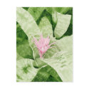 Bromeliad Postcard
