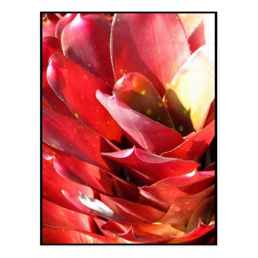 Bromeliad Postcards