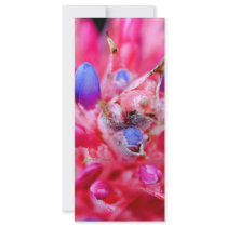 Bromeliad rack cards by hlehnerer Bromeliad rack cards