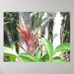 Bromiliad Blossom Print