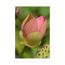 Bronx Lotus posters