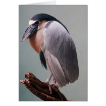 Bronx Zoo 127 bird 2a cards
