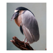 Bronx Zoo 127 bird 2a Print