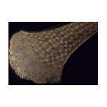 Bronze Age axe, 3500 B.C.. T Shirts