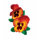 Bronze and Yellow Pansies Ladies shirt