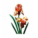 Bronze-Colored Irises Ladies shirt