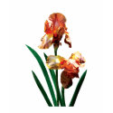 Bronze-Colored Irises Ladies t-shirts by SusanSavad Bronze-Colored Irises Ladies t-shirts