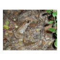 Bronze Frog Camoflaged posters