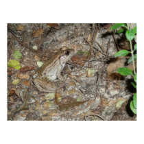 Bronze Frog Camoflaged posters by naturegirl7 Bronze Frog Camoflaged posters