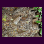Bronze Frog Camoflaged posters