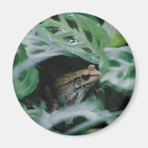 Bronze Frog in Prayer Plant Magnet