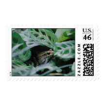 Bronze Frog in Prayer Plant Postage Stamps