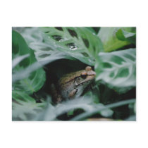 Bronze Frog in Prayer Plant postcards