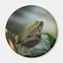 Bronze Frog on Froggy Fridge Magnets