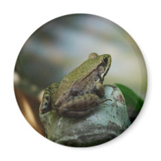 Bronze Frog on Froggy magnet