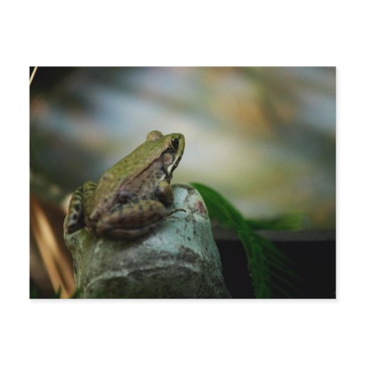 Bronze Frog on Froggy postcard