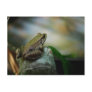Bronze Frog on Froggy Post Card