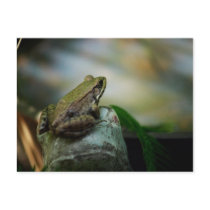 Bronze Frog on Froggy postcards
