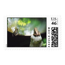 Bronze Frog Pair Reflect Stamp