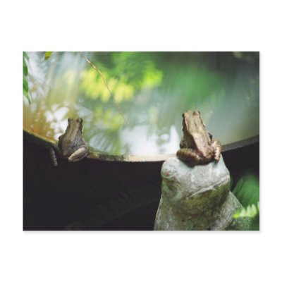Bronze Frog Pair Reflect Post Cards by naturegirl7