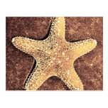 Bronze Starfish Post Card