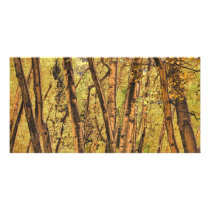 Bronzed Aspen Trunks Photo Card