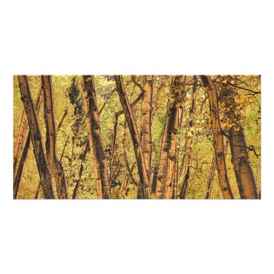 Bronzed Aspen Trunks Photo Card by skosek