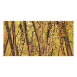 Bronzed Aspen Trunks Photo Card
