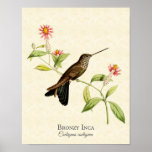 Bronzy Inca Hummingbird Art Print