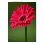 Brook Burling Card