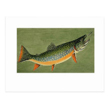 brook trout Art by Louis Agassiz Fuertes Postcard